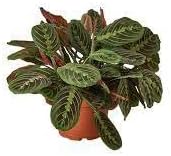 prayer plant seeds for sale Maranta Leuconeura Seeds for Planting – Organic Heirloom Non-GMO Prayer Plant Seeds