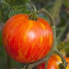 MR Stripey Tomato Seeds for Planting