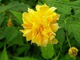 kerrie flower flower seeds