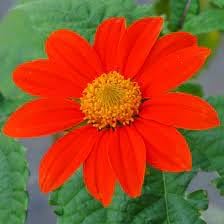 mexican flower flower seeds