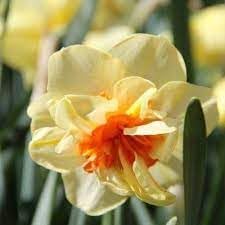 Flower Seeds, Seeds for Planting, Plant Seeds