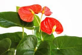 anthurium plant flower seeds