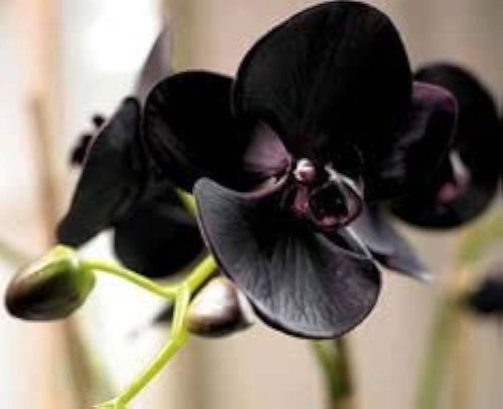 hydroponic phalaenopsis flower seeds