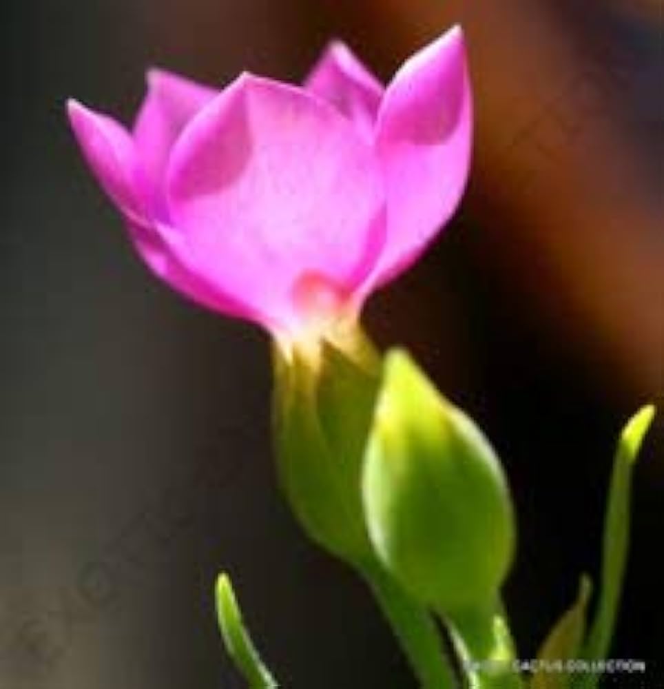 orphium frutescens flower seeds