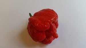 Butch T Scorpion Pepper Seeds for Planting