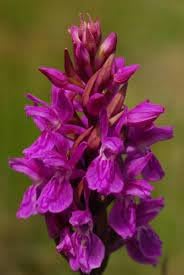 Flower Seeds, Seeds for Planting, Plant Seeds