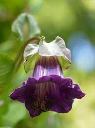 heirloom non flower seeds