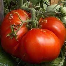 Zac Tomato Seeds for Planting