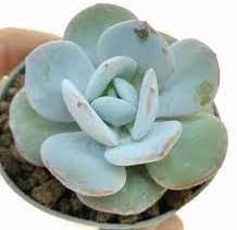 Flower Seeds, Seeds for Planting, Plant Seeds