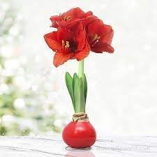 heirloom amaryllis flower seeds