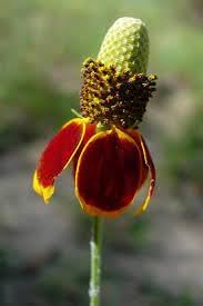 Flower Seeds, Seeds for Planting, Plant Seeds