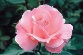 rose queen flower seeds