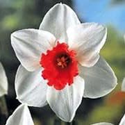 Flower Seeds, Seeds for Planting, Plant Seeds