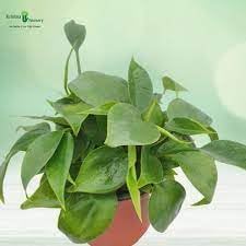 heirloom philodendron flower seeds