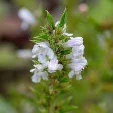 satureja montana flower seeds