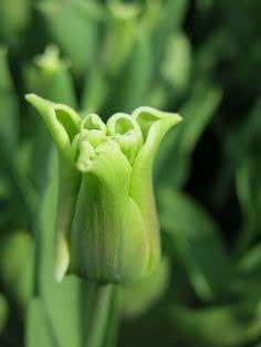 Flower Seeds, Seeds for Planting, Plant Seeds