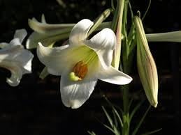 lilium longiflorum flower seeds