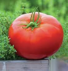 Whopper Tomato Vegetable Seeds for Planting