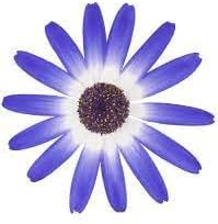 Flower Seeds, Seeds for Planting, Plant Seeds