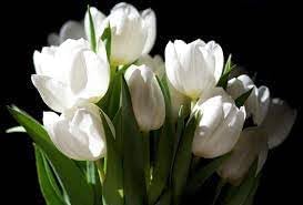 Flower Seeds, Seeds for Planting, Plant Seeds