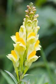 heirloom toadflax flower seeds