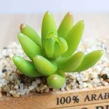 Flower Seeds, Seeds for Planting, Plant Seeds