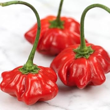 Aji Brazilian Starfish Pepper Seeds for Planting