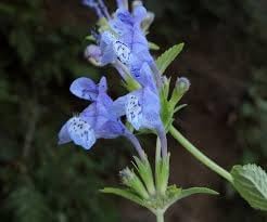 Flower Seeds, Seeds for Planting, Plant Seeds