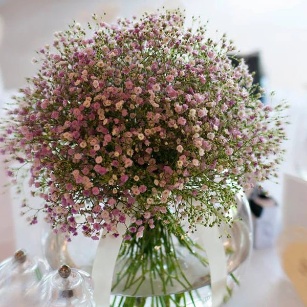 Gypsophila Flower Seeds for Planting - Light Purple 100 pcs