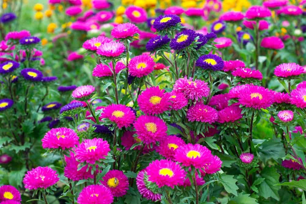 aster velvet flower seeds