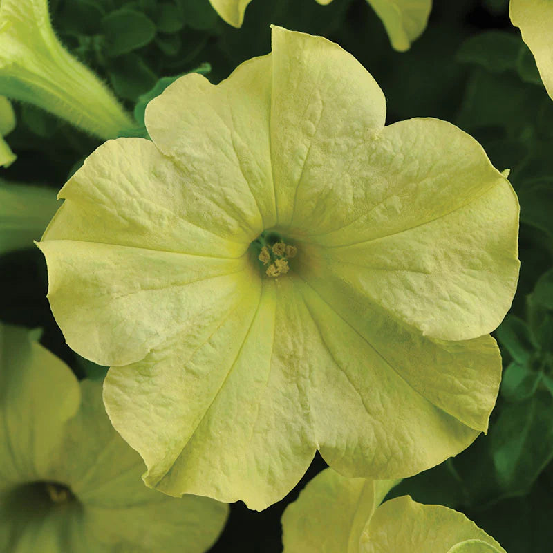 Blue Lime Green Petunia Flower Seeds for Planting - Heirloom, NON-GMO, Easy to Grow Garden Blooms