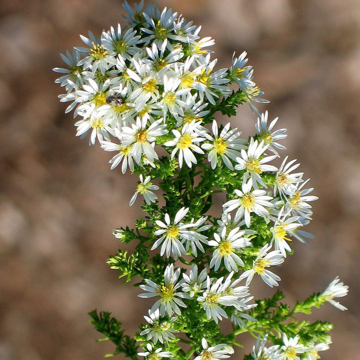 Hvide Prairie Aster blomsterfrø til udplantning, 100 stk