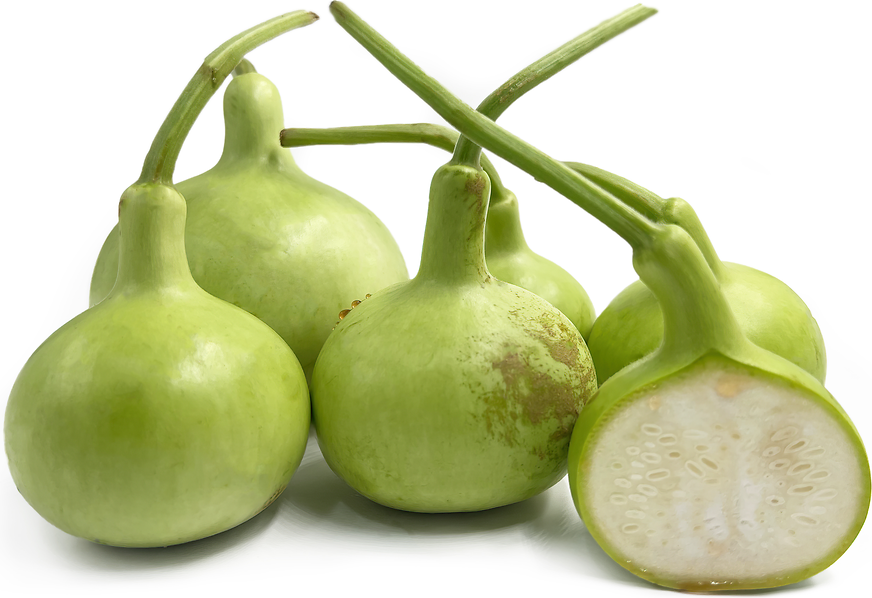 Thai Bottle Gourd Seeds for Planting – Heirloom, Non-GMO Vegetable Seeds with High Germination