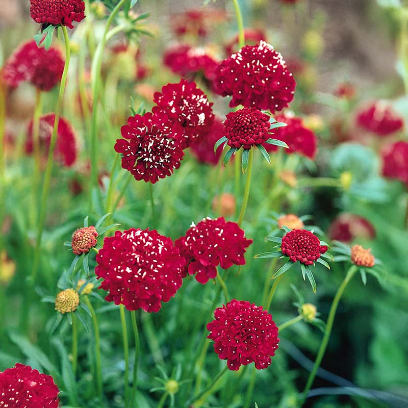 red organic flower seeds
