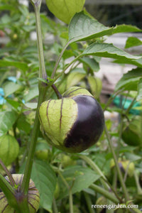 Heirloom Non-GMO Tomatillo Seeds for Home Garden Planting