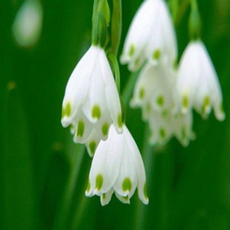 White Rich Aroma Flower Seeds for Planting - 100 pcs