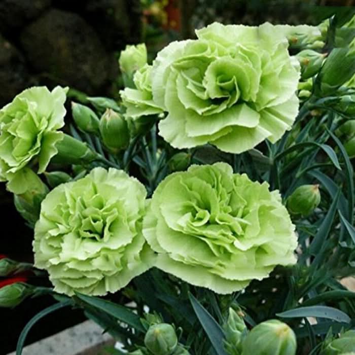 heirloom non flower seeds