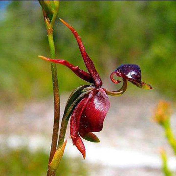 Heirloom Flying Duck Orchid Flower Seeds for Planting – Non-GMO Exotic Orchid Flower Seeds