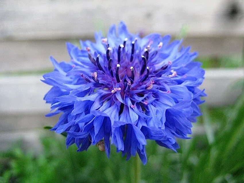 Blue Ranunculus Flower Seeds for Planting 100 pcs