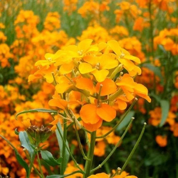 Yellow Orange Erysimum Flower Seeds for Planting - 100 pcs