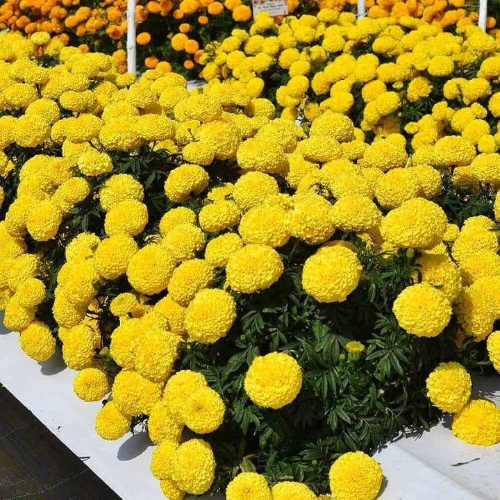 Goldmelisse Flower Seeds for Planting - 100 pcs