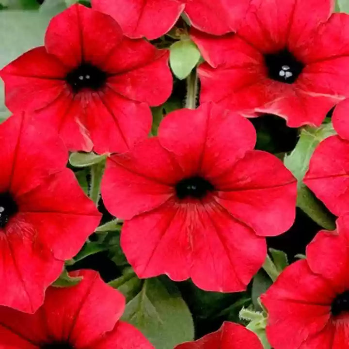 Fresh Petunia Flower Seeds for Planting, Red 100 pcs