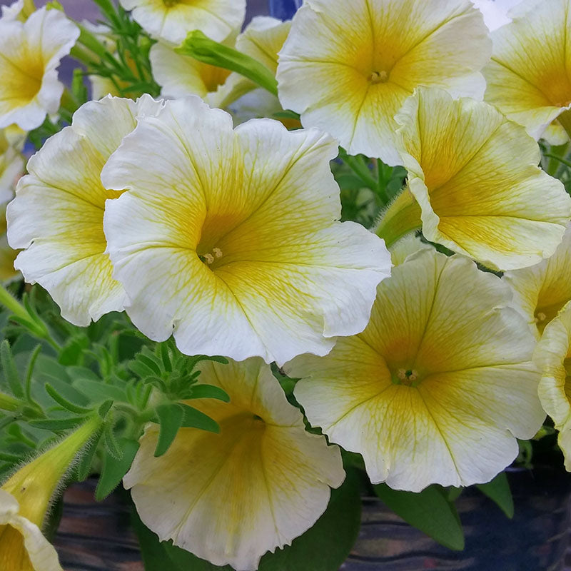 yellow white flower seeds