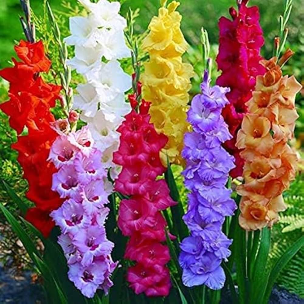 gladiolus perennial flower seeds