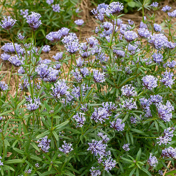 Asperula Blomsterfrø til Plantning ,Heirloom Frø -100 stk