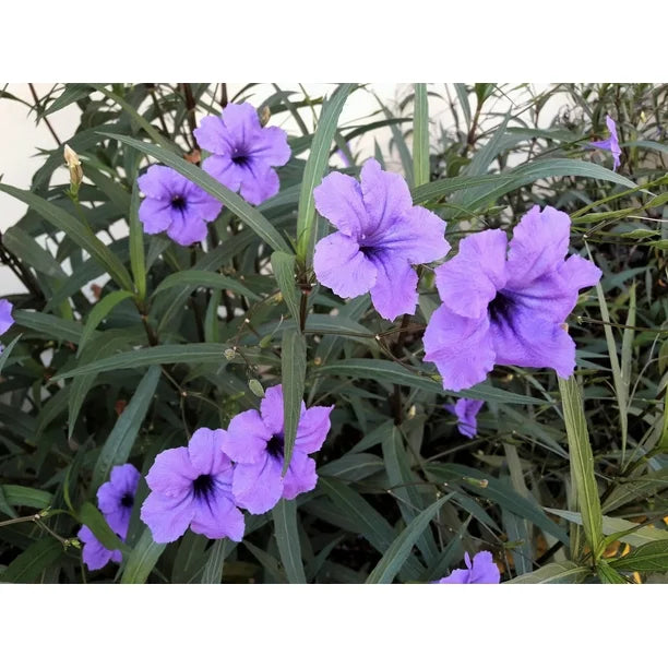 Heirloom Ruellia humilis Seeds – Non-GMO Flower Seeds for Planting | High Germination Organic Garden Blooms