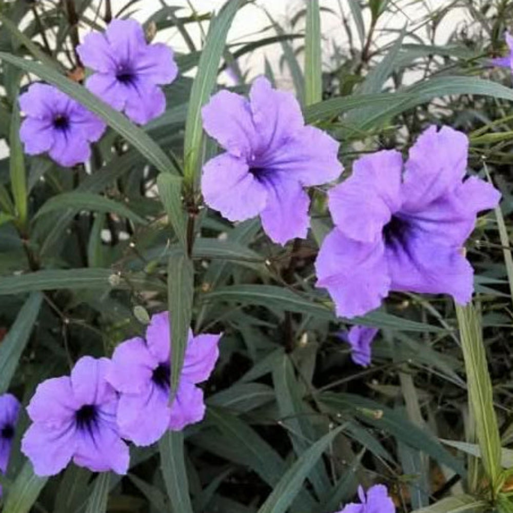 heirloom ruellia flower seeds