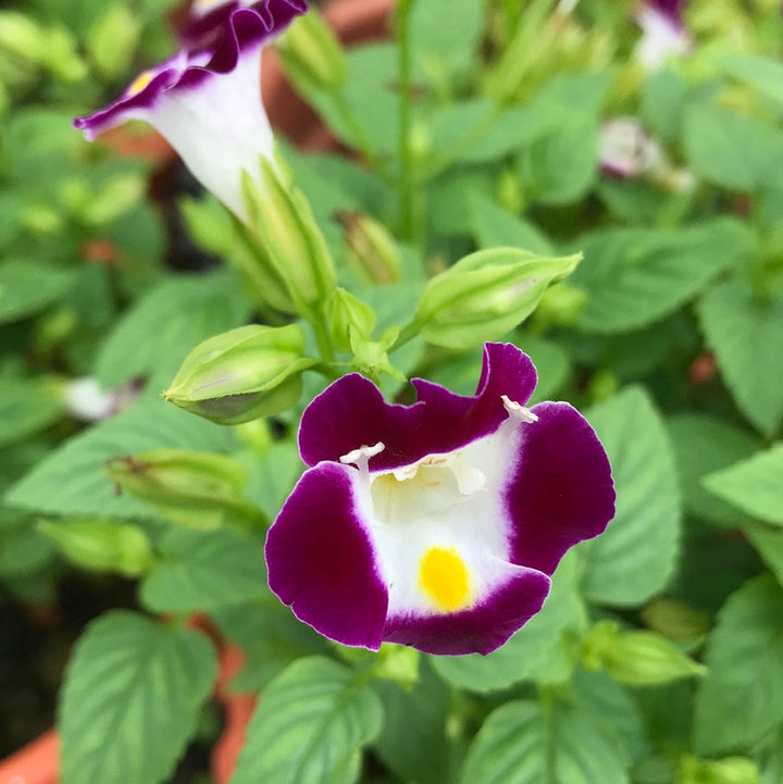 Violet Torenia Kauai Flower Seeds for Unique Gardens - 100 pcs