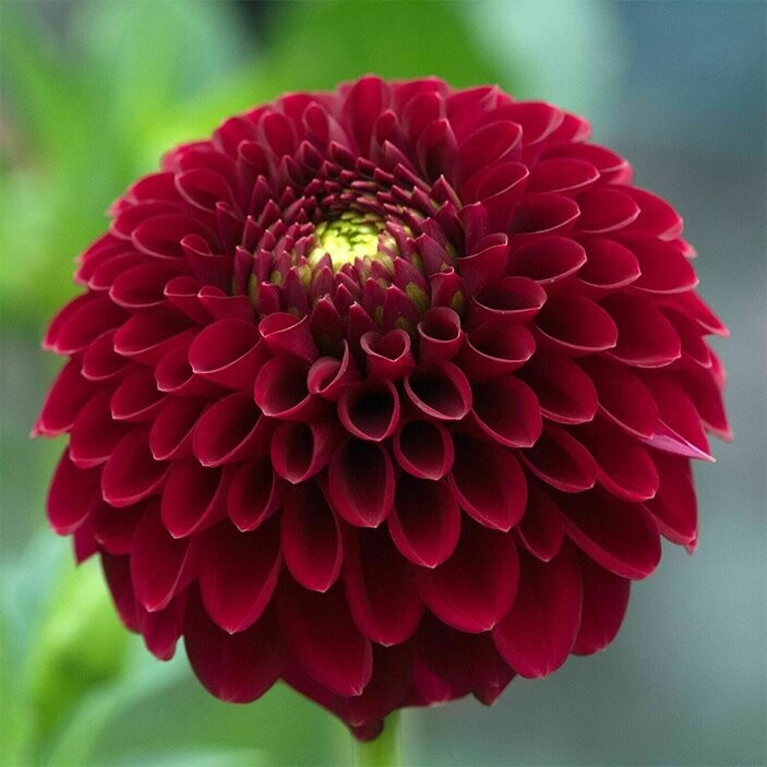 Red Dahlia Flower Seeds for Planting, 100 pcs