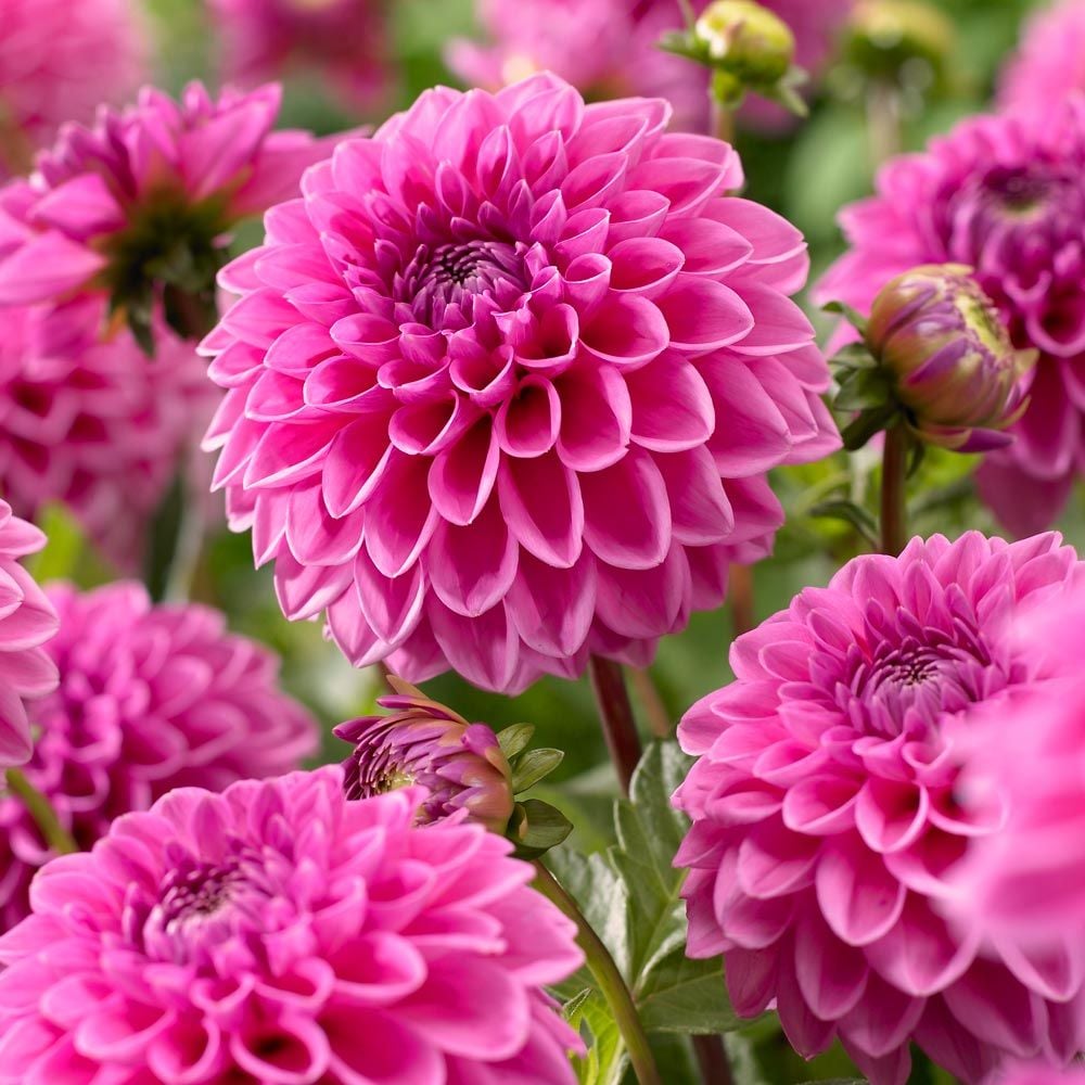 Dahlia Blomsterfrø til Plantning Pink 100 stk